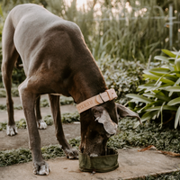 Huntlea Adventure Water & Food Bowl Medium