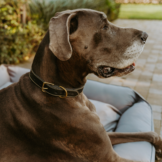 Huntlea Lion Collar